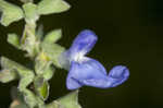 Azure blue sage